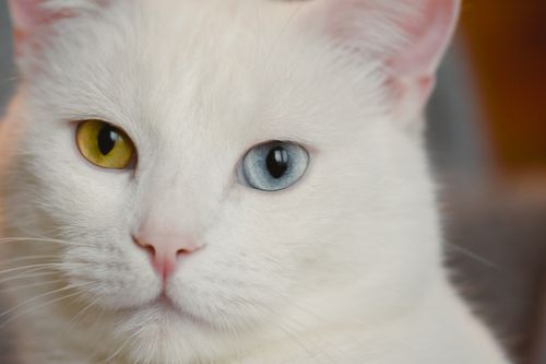 Free Stunning close-up of a white cat with unique heterochromatic eyes, one blue and one yellow. Stock Photo