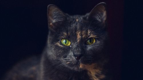 Free Intimate close-up of a tortoiseshell cat with glowing eyes. Stock Photo
