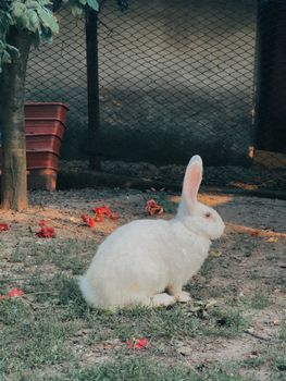 rabbit photo
