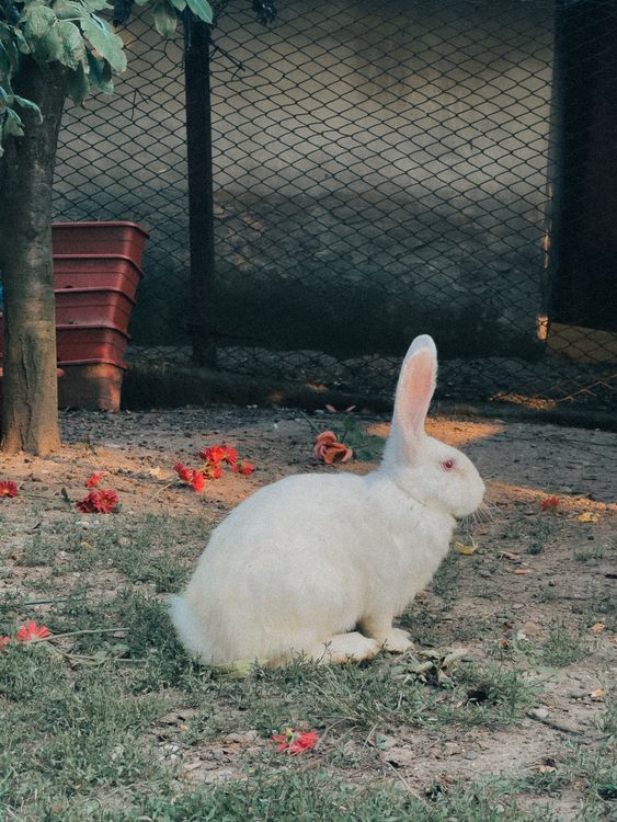 White Rabbit in a Sunlit Garden Setting · Free Stock Photo