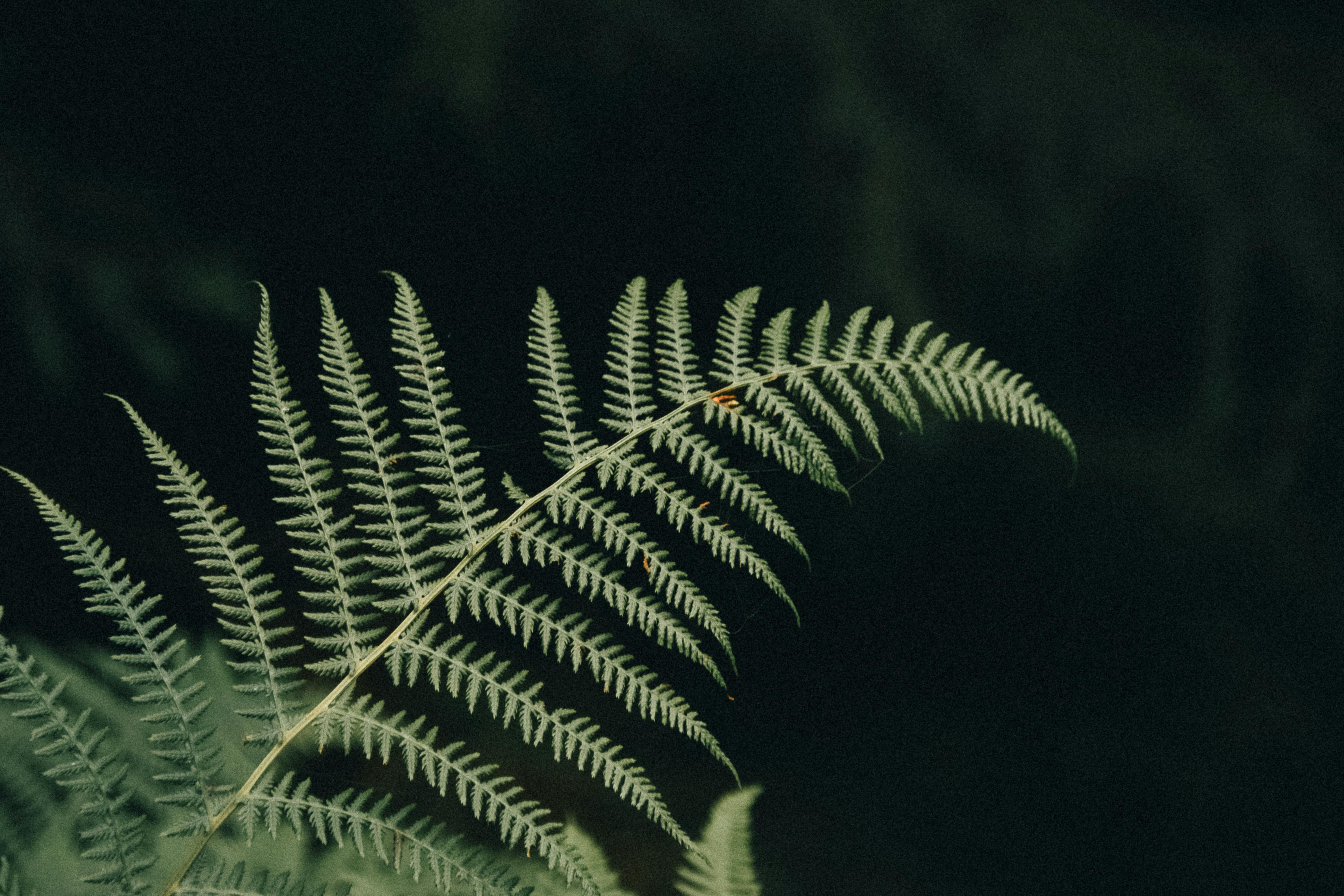 Dinâmica oculta do metabolismo aromático em Arabidopsis revela fluxo de carbono entre cloroplastos