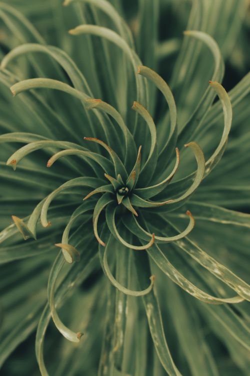 Free Detailed macro shot of spiral green plant leaves, highlighting natural patterns. Stock Photo
