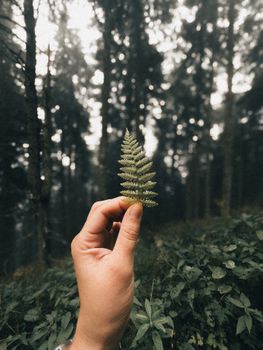 A hand holds a fern leaf in a serene, misty forest, emphasizing nature's beauty.
