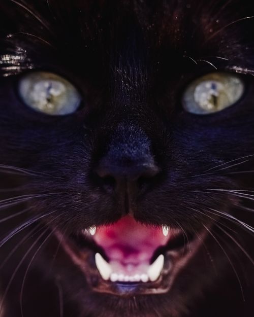 Free Intense close-up shot of a black cat showing its fangs with bright eyes. Stock Photo