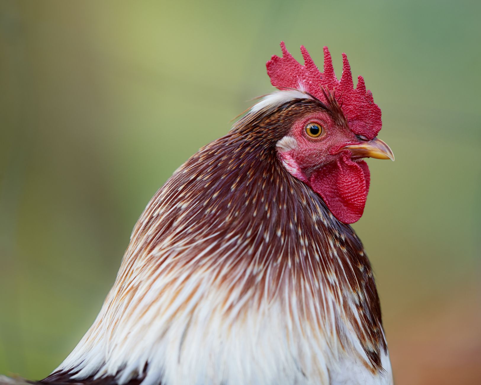 Detailed close-up of a vibrant rooster showcasing colorful feathers and comb.