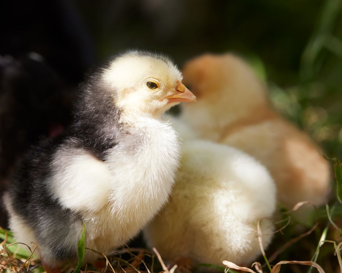 Fluffy chicks enjoying spring sunshine outdoors on the grass