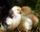 chicks