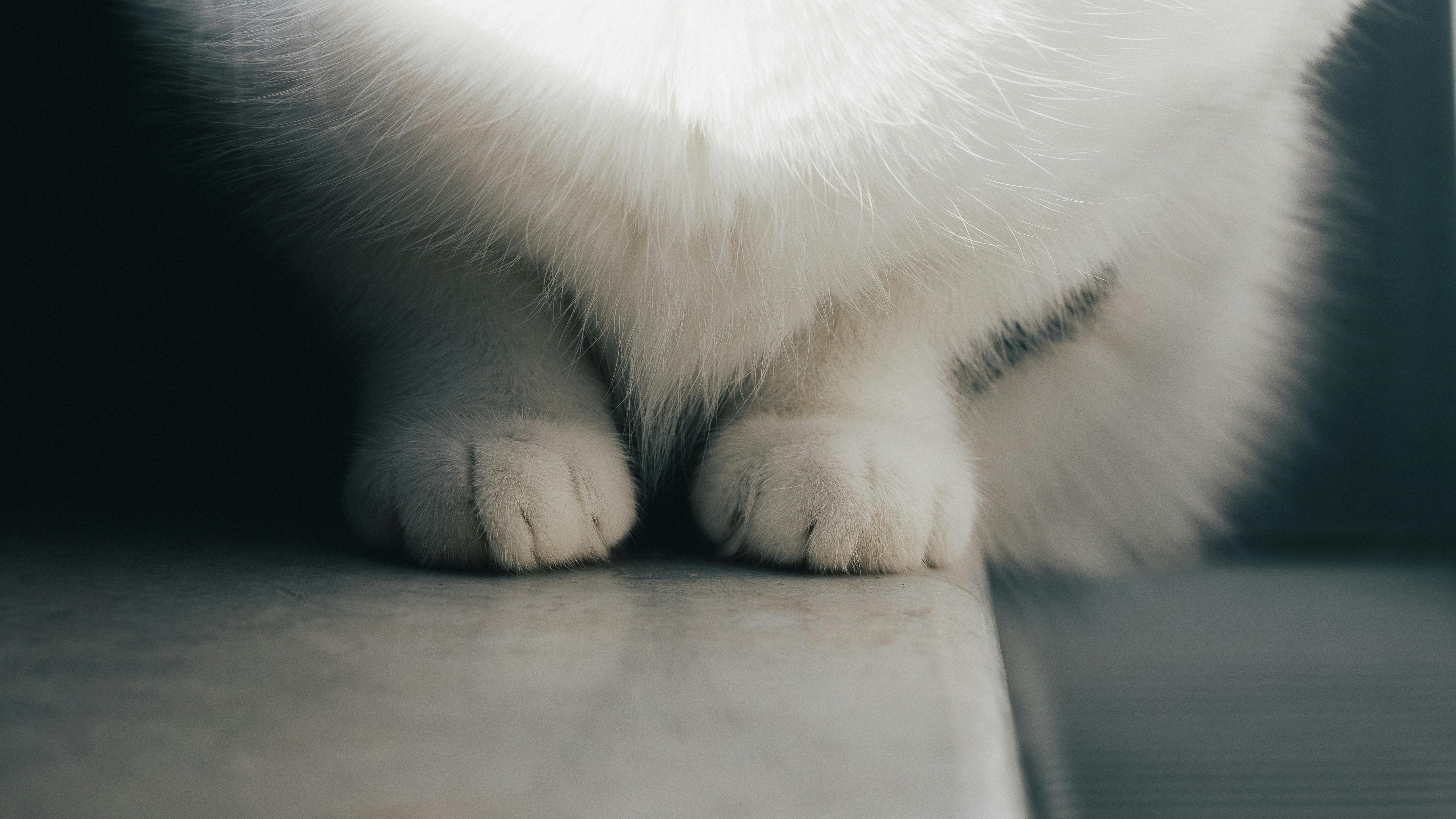 pet care, pet health, pet safety, pet grooming — Photo by Diana ✨ on Pexels