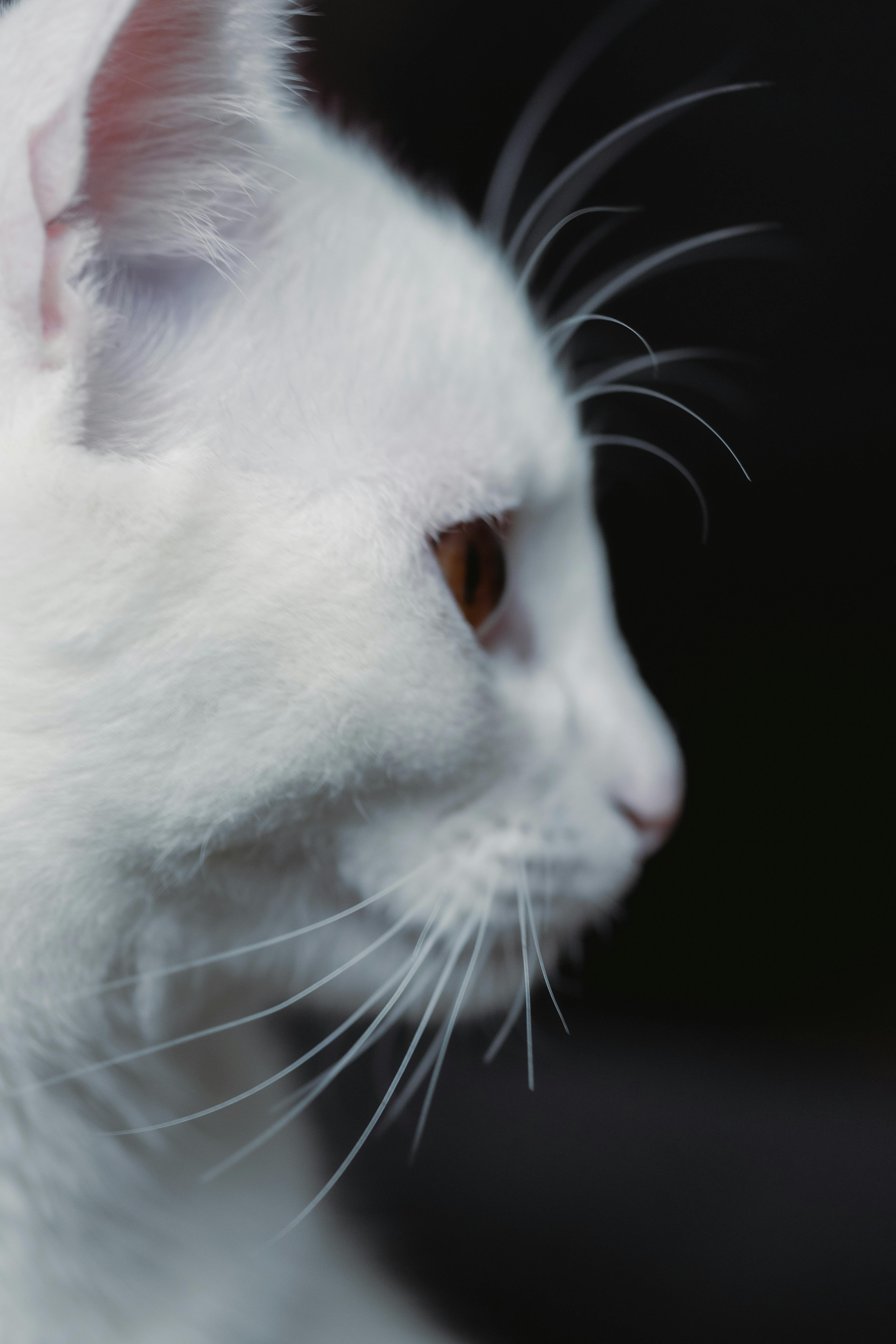 Detailed profile shot of a white cat with sharp whiskers against a black background.