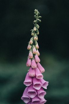 A striking vertical image of a pink foxglove (Digitalis purpurea) with a dark blurred background.