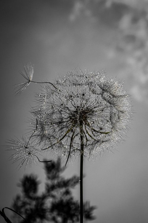 Free A close-up of a dandelion in black and white with dew drops enhancing the ethereal beauty of nature. Stock Photo