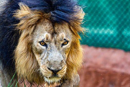 Close-up of a majestic lion showcasing its intense gaze and impressive mane in a natural setting.