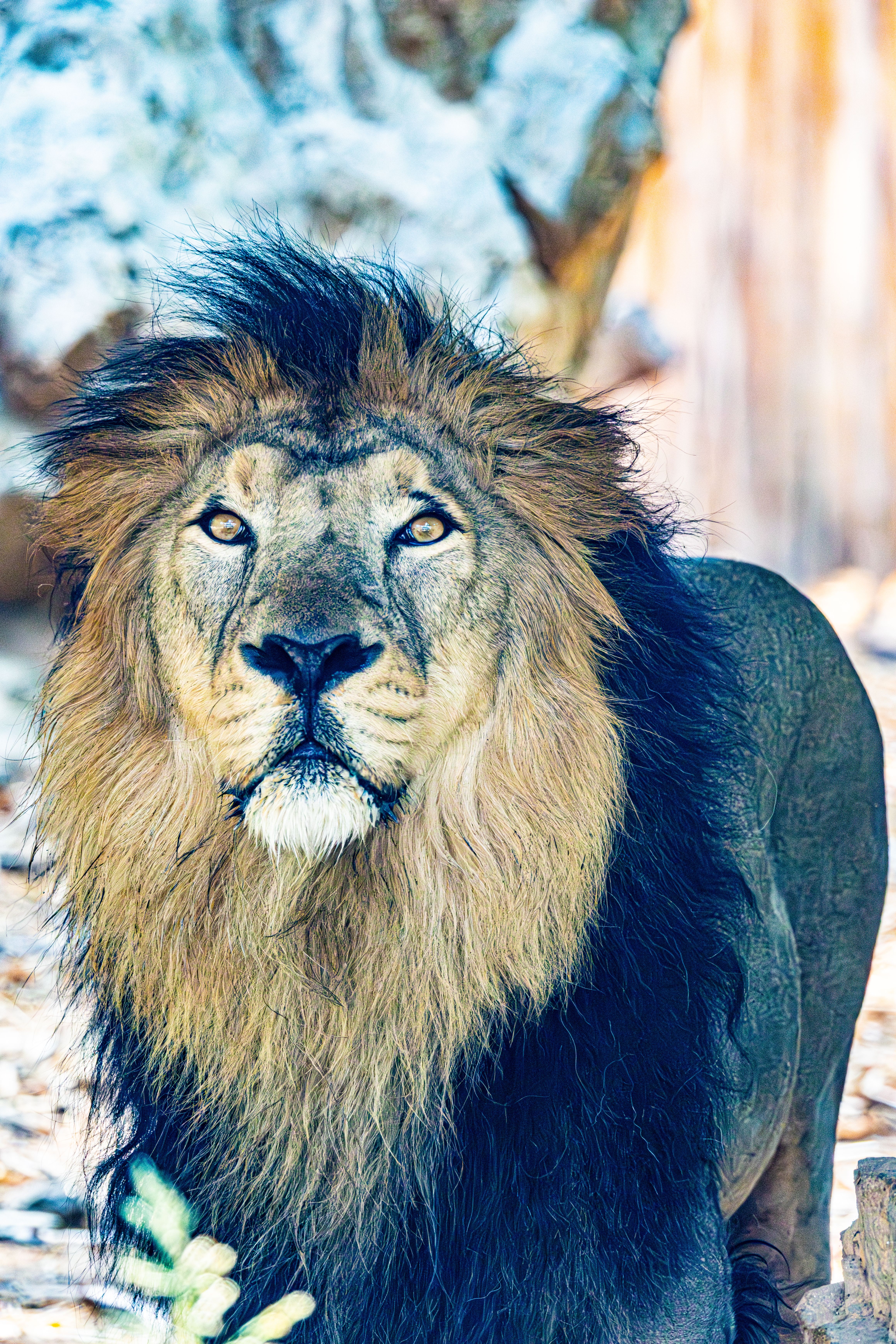 Close-up portrait of a majestic lion outdoors highlighting its striking mane and intense gaze.