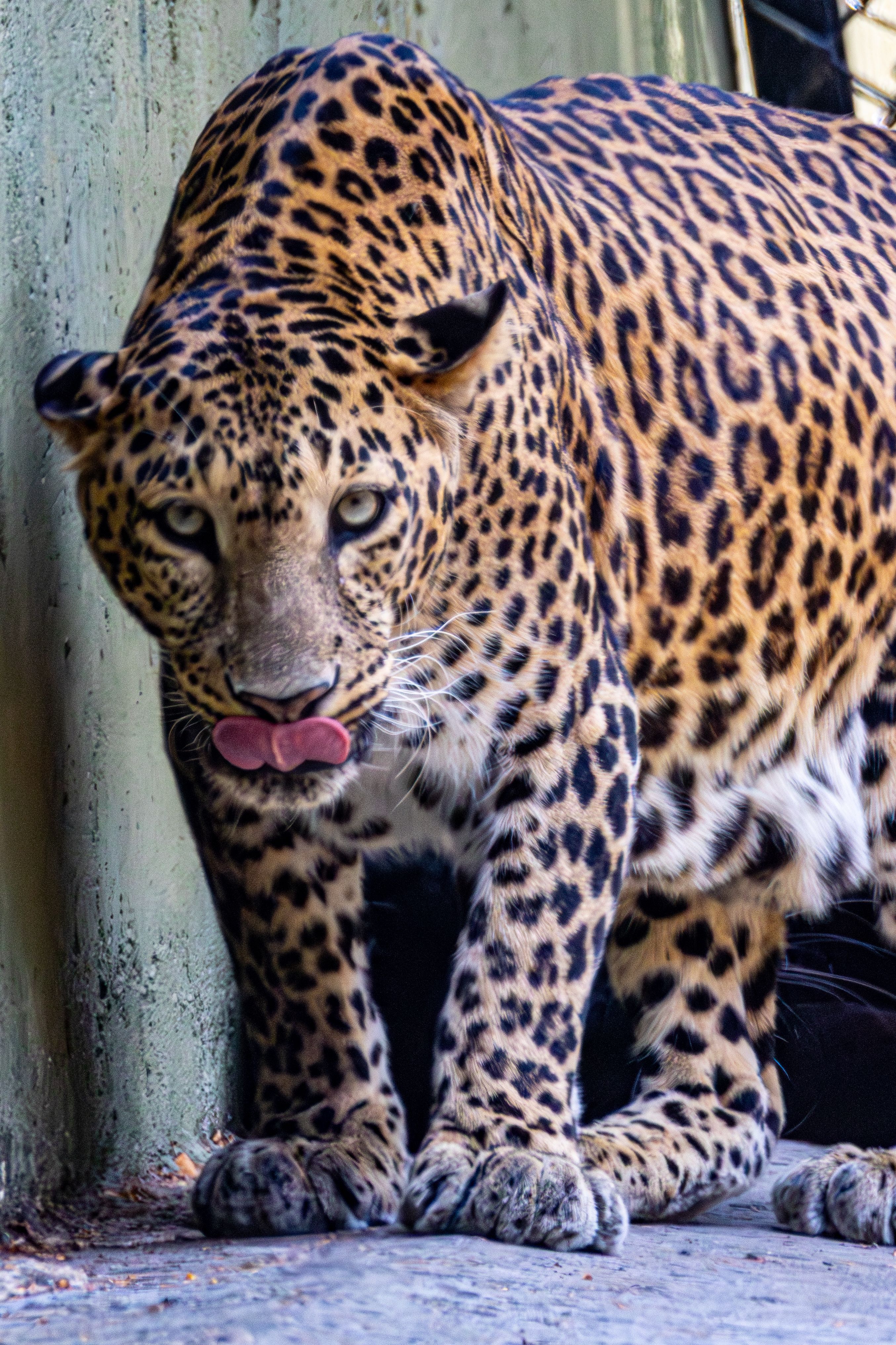 Majestic Leopard in Captivity Walking Forward · Free Stock Photo