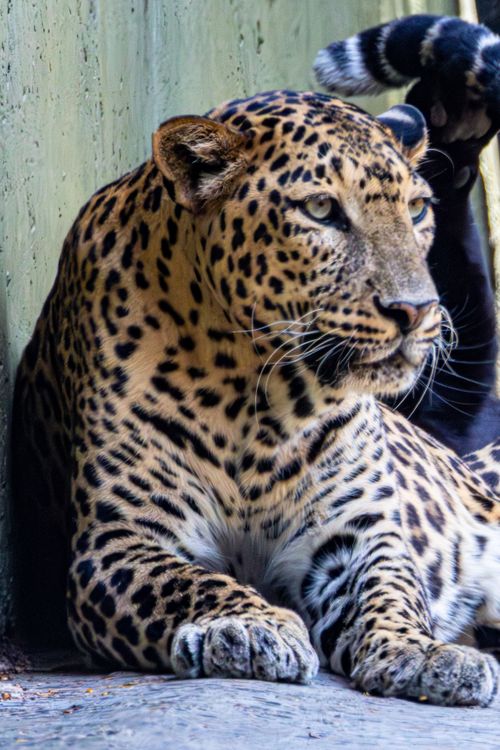 Free Close-up of a leopard resting indoors, displaying its spotted coat in a calm, natural setting. Stock Photo