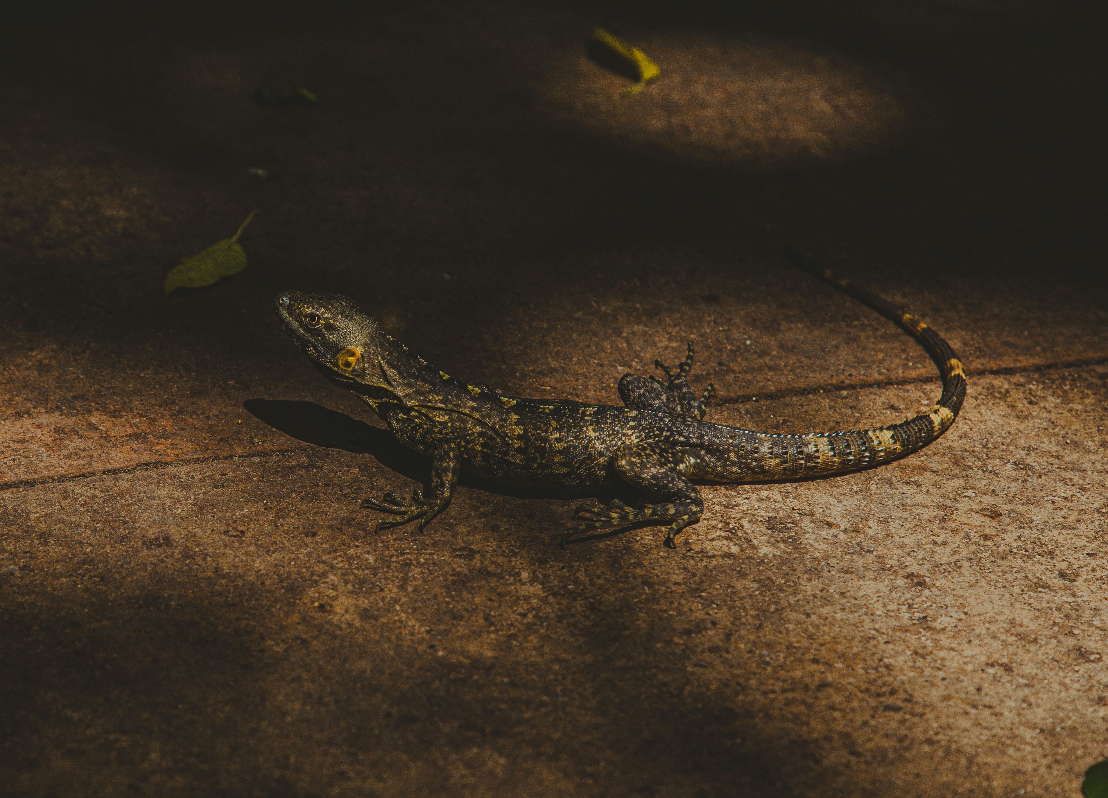 Close-up of a Sunlit Lizard on a Stone Path · Free Stock Photo