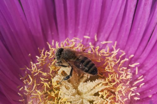 Free Detailed macro shot of a honeybee collecting pollen from a vibrant purple flower. Stock Photo