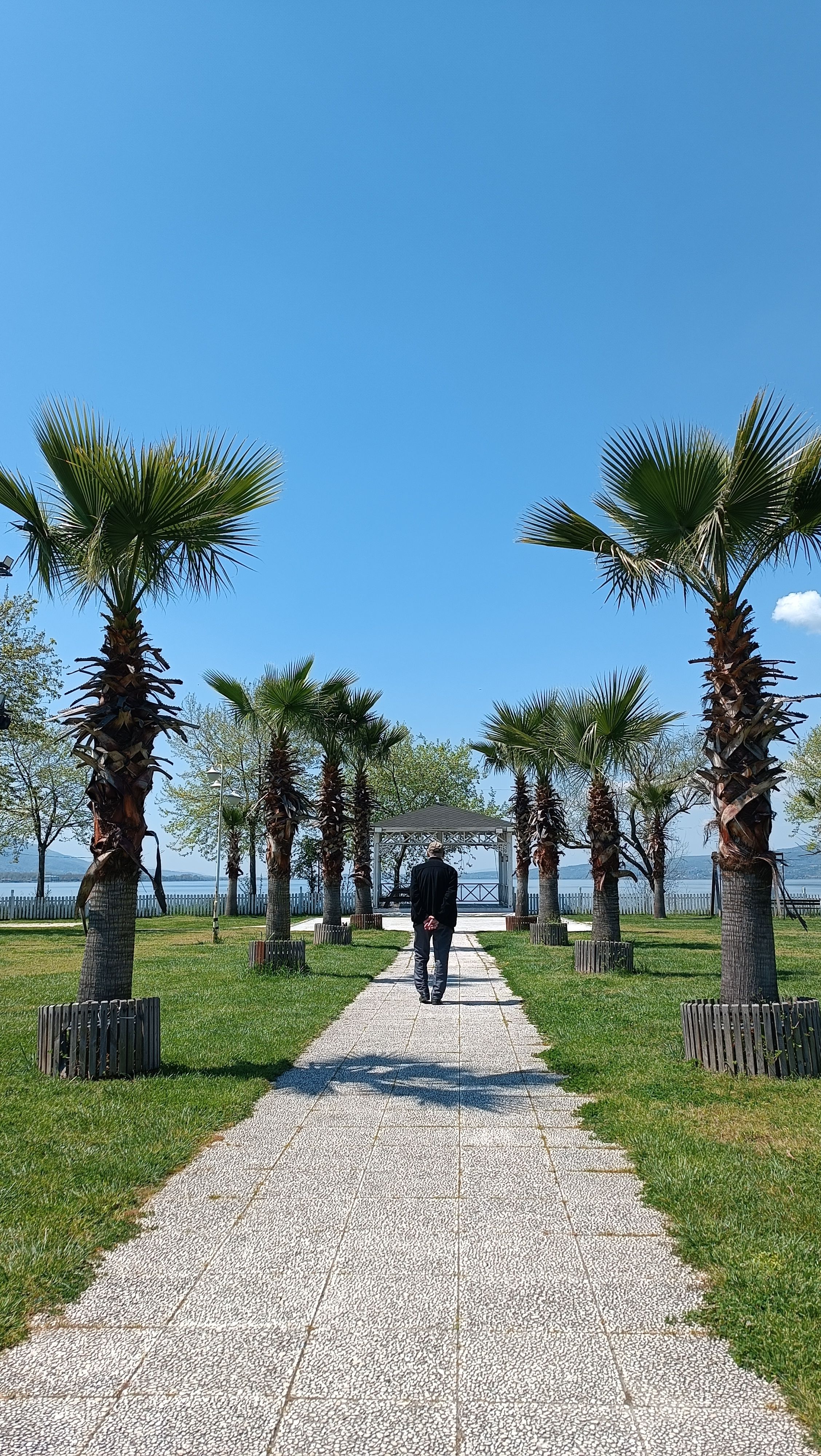 Person walking on a path surrounded by palm trees under a clear blue sky.