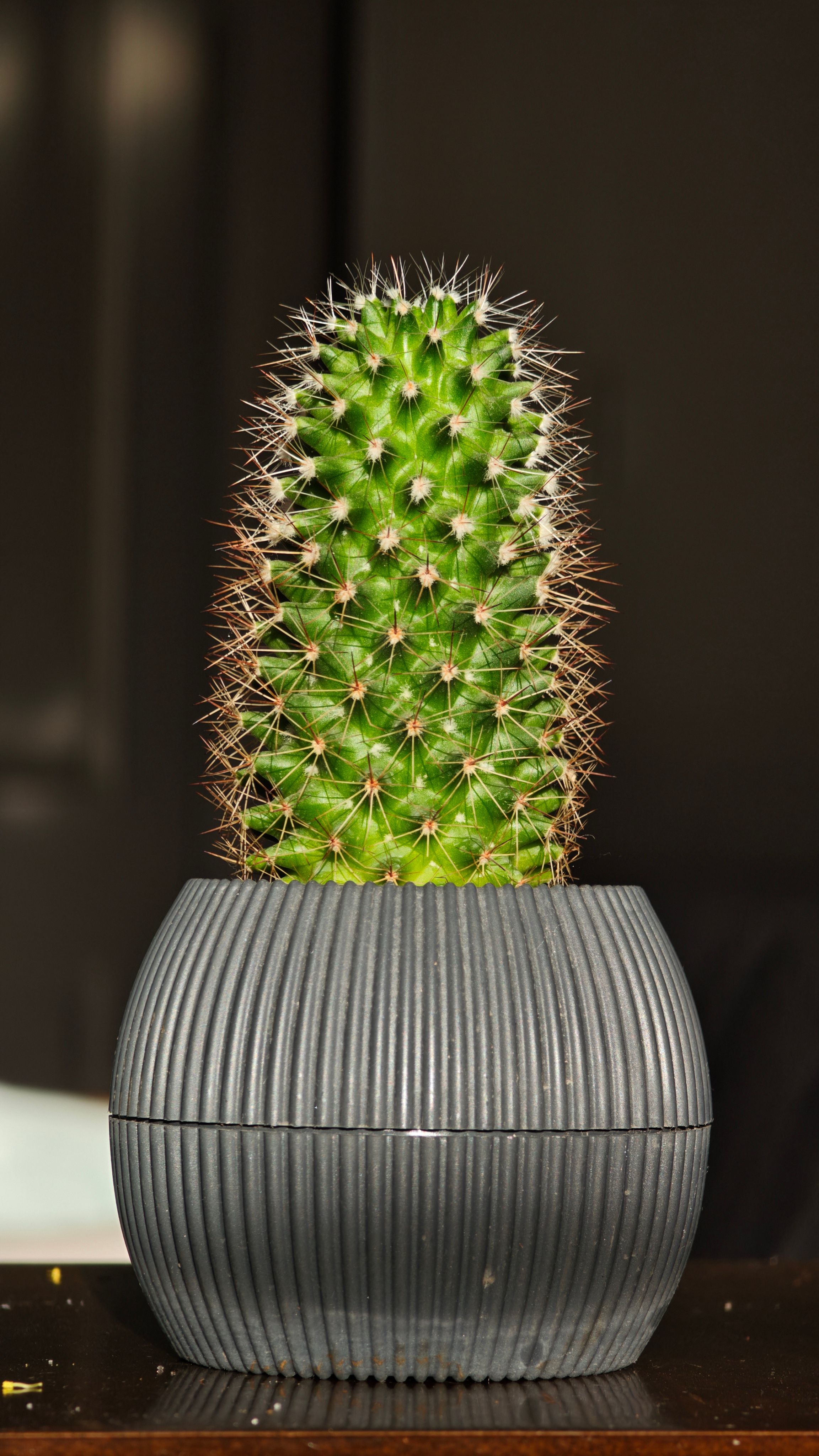 Boule De Cactus Photos, Download The BEST Free Boule De Cactus Stock Photos  & HD Images