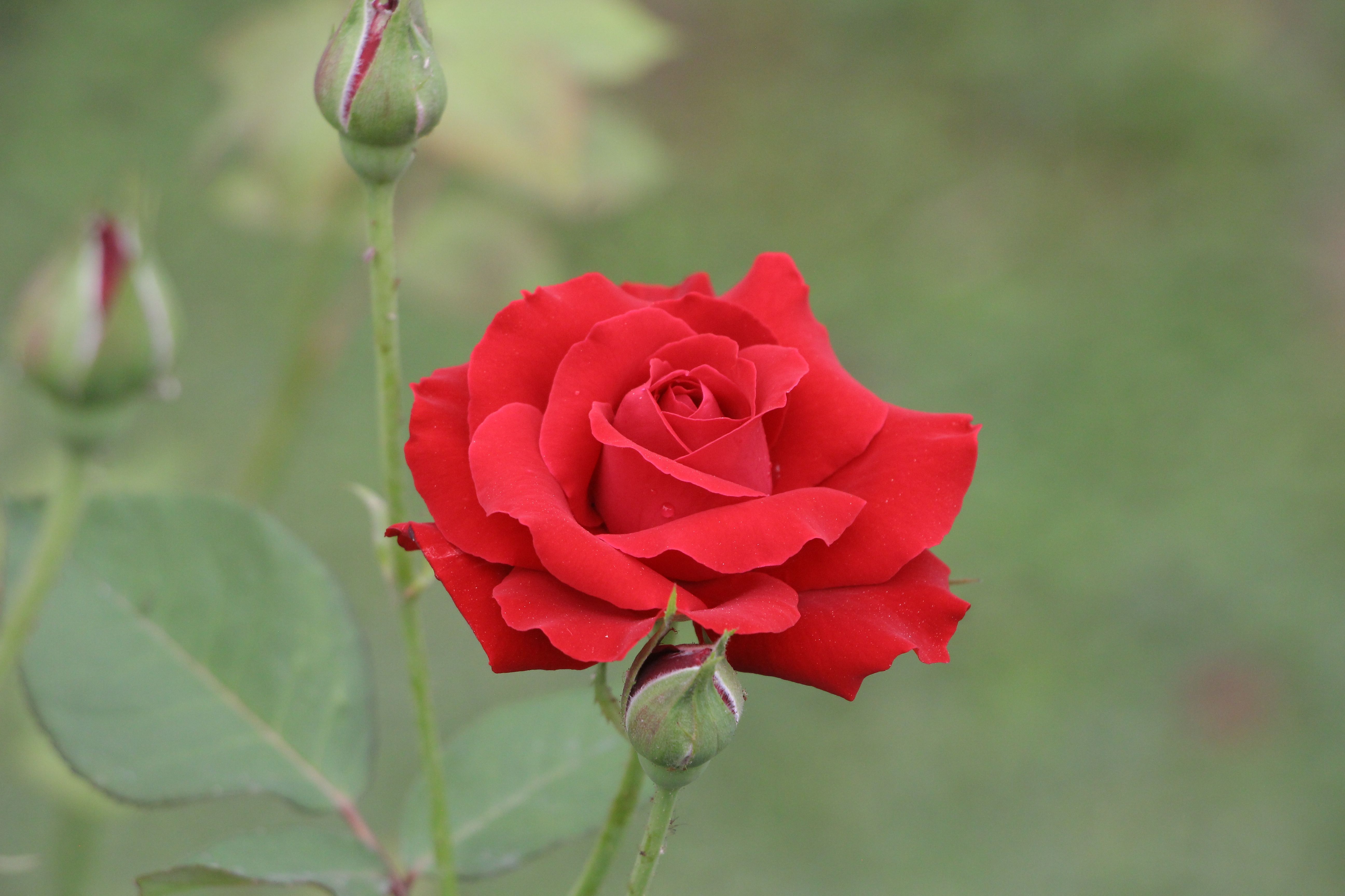 Vibrant Red Rose in Bloom with Buds · Free Stock Photo