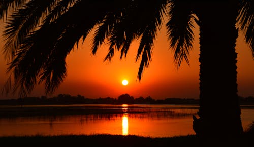 Silhouette of Palm Tree in Golden Hour Photography