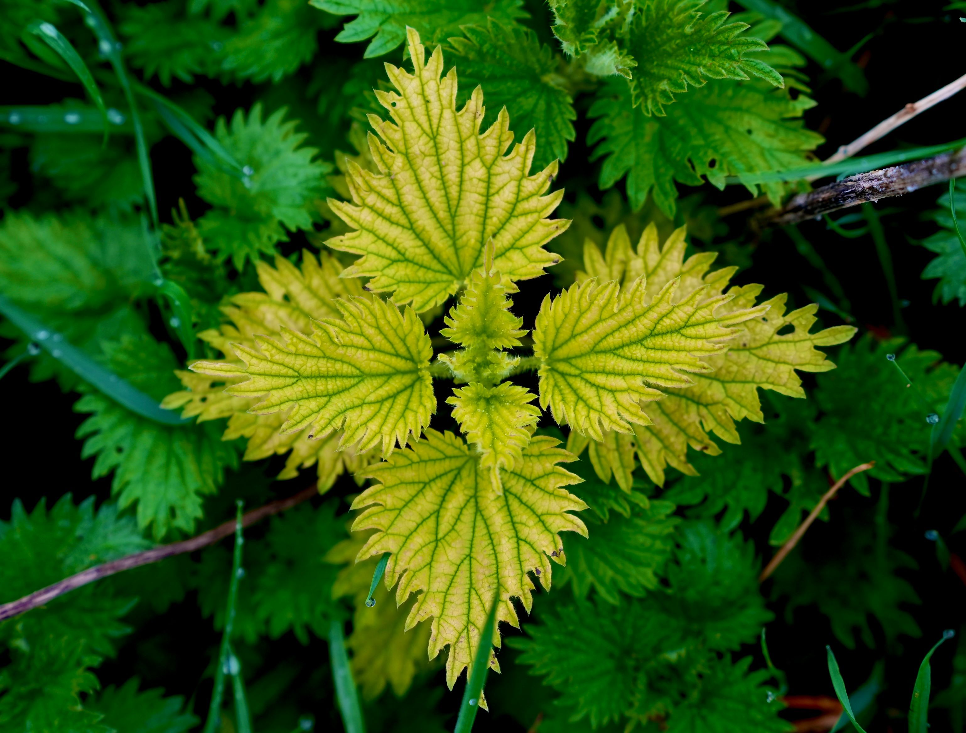 Close-up of yellow nettle leaves amid lush green foliage, highlighting nature's vivid colors.