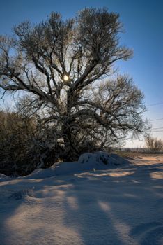 Captivating image of sunlight filtering through a snow-laden tree, evoking winter serenity.