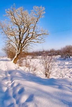 Tranquil winter scene featuring a snow-covered field and a bare tree under a clear blue sky.