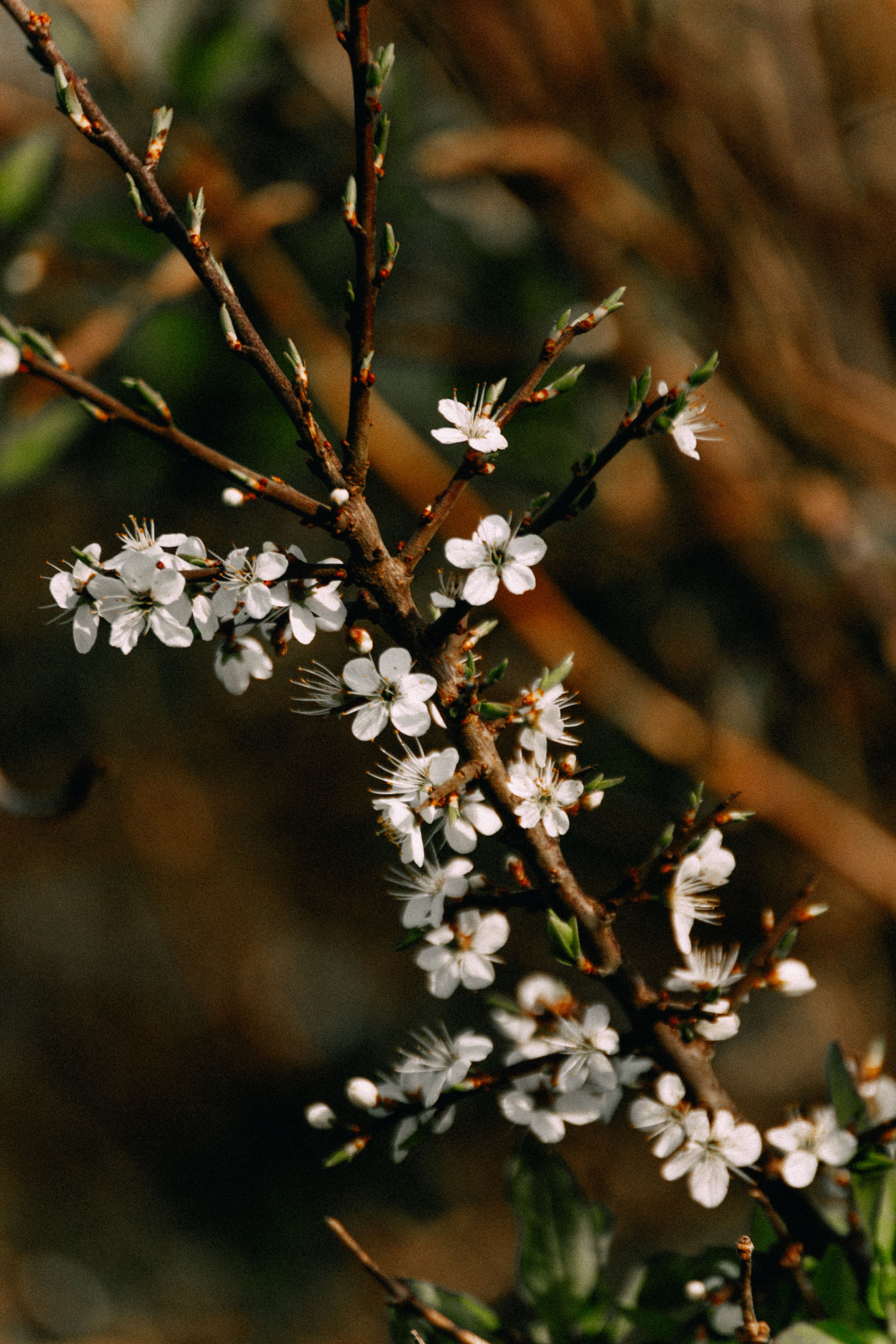 A close-up photograph of white cherry blossoms in full bloom on a branch, capturing the essence of spring.