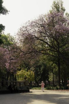 A serene stroll under lush trees in Parque México, showcasing nature's beauty.