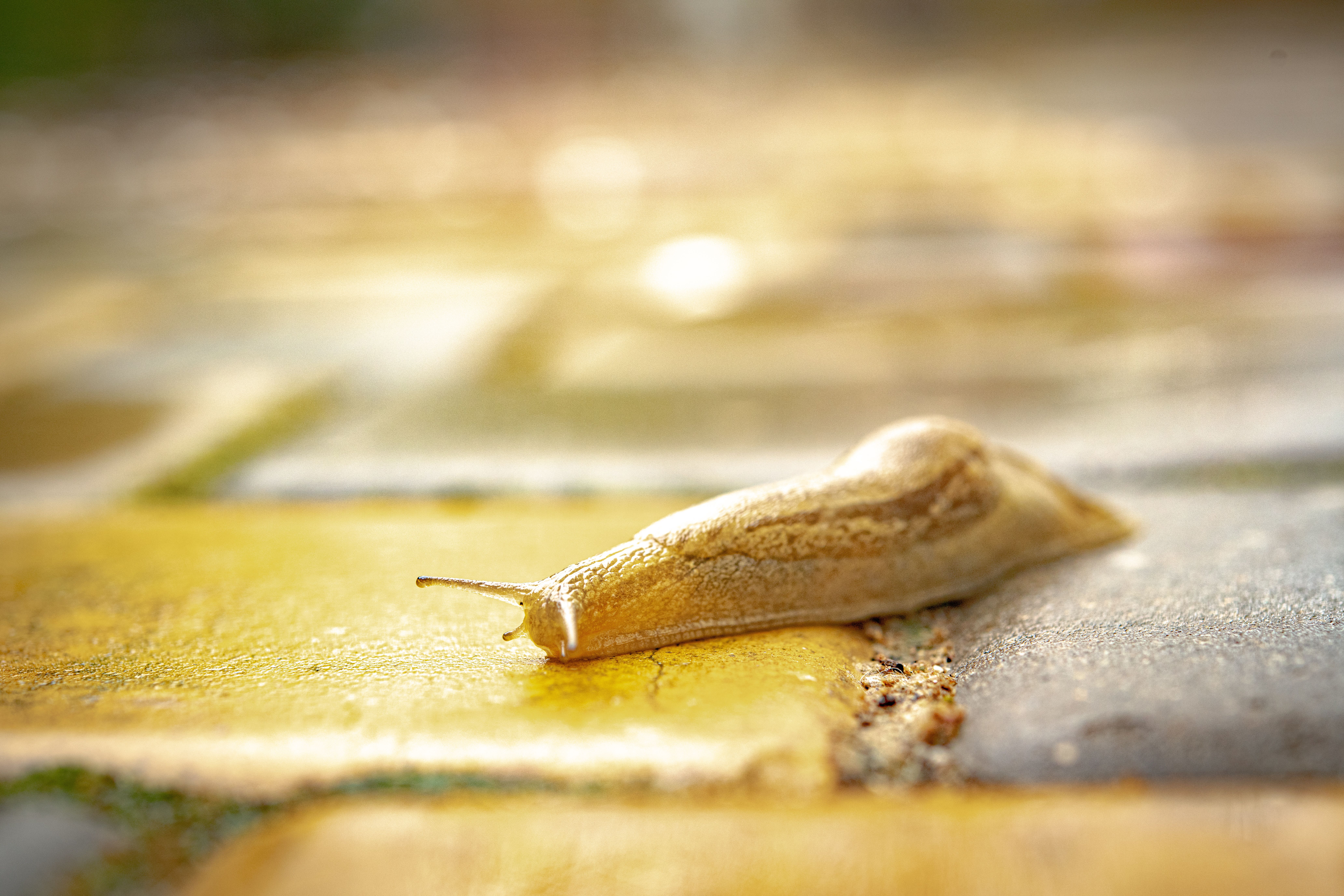 Close-up of Slug on Colorful Wet Surface · Free Stock Photo
