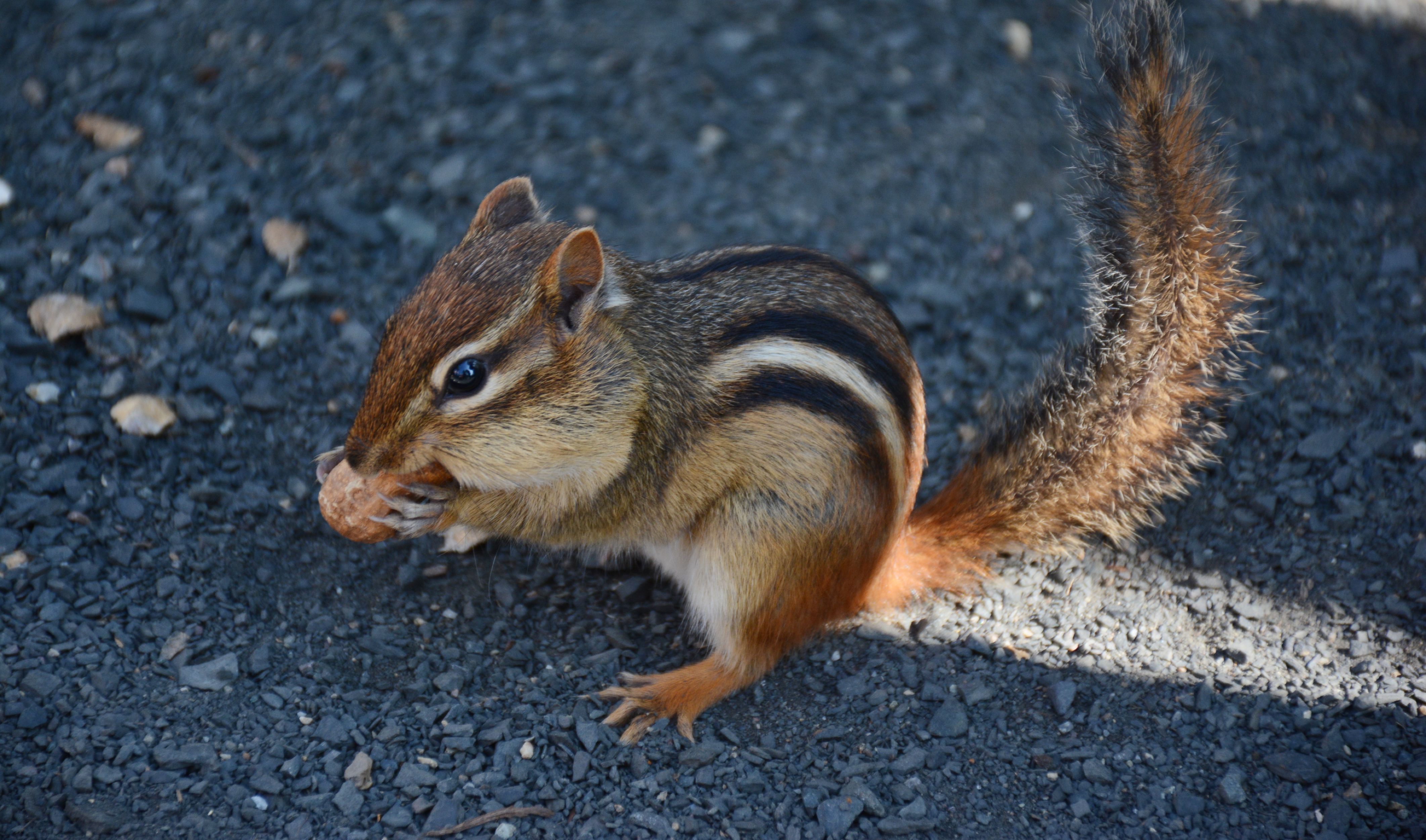 Close-up of an eastern chipmunk eating a peanut on gravel, captured outdoors in Ely, Minnesota.