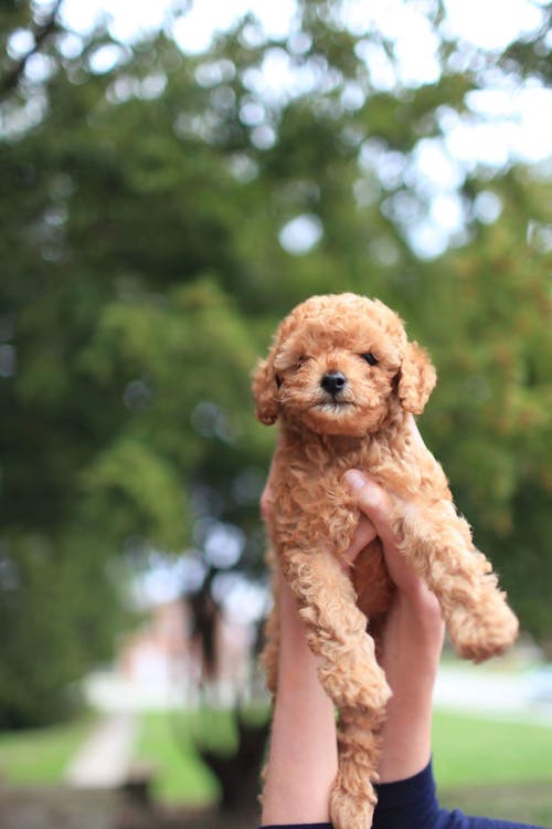 Free Apricot Toy Poodle Puppy Stock Photo