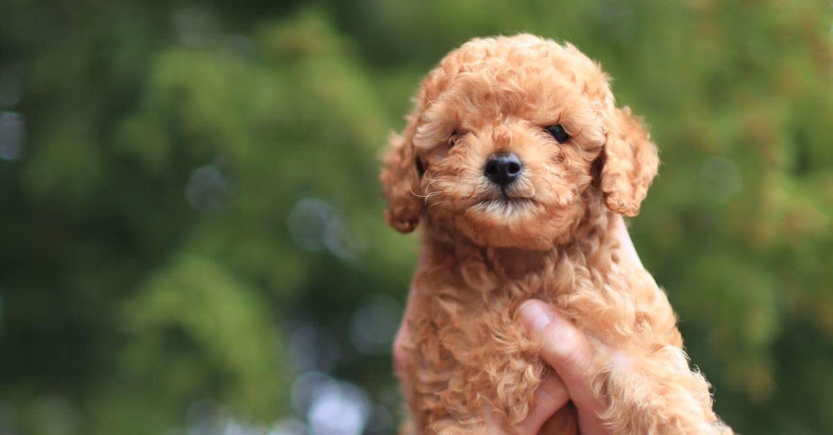 Free stock photo of dog, poodle, puppy