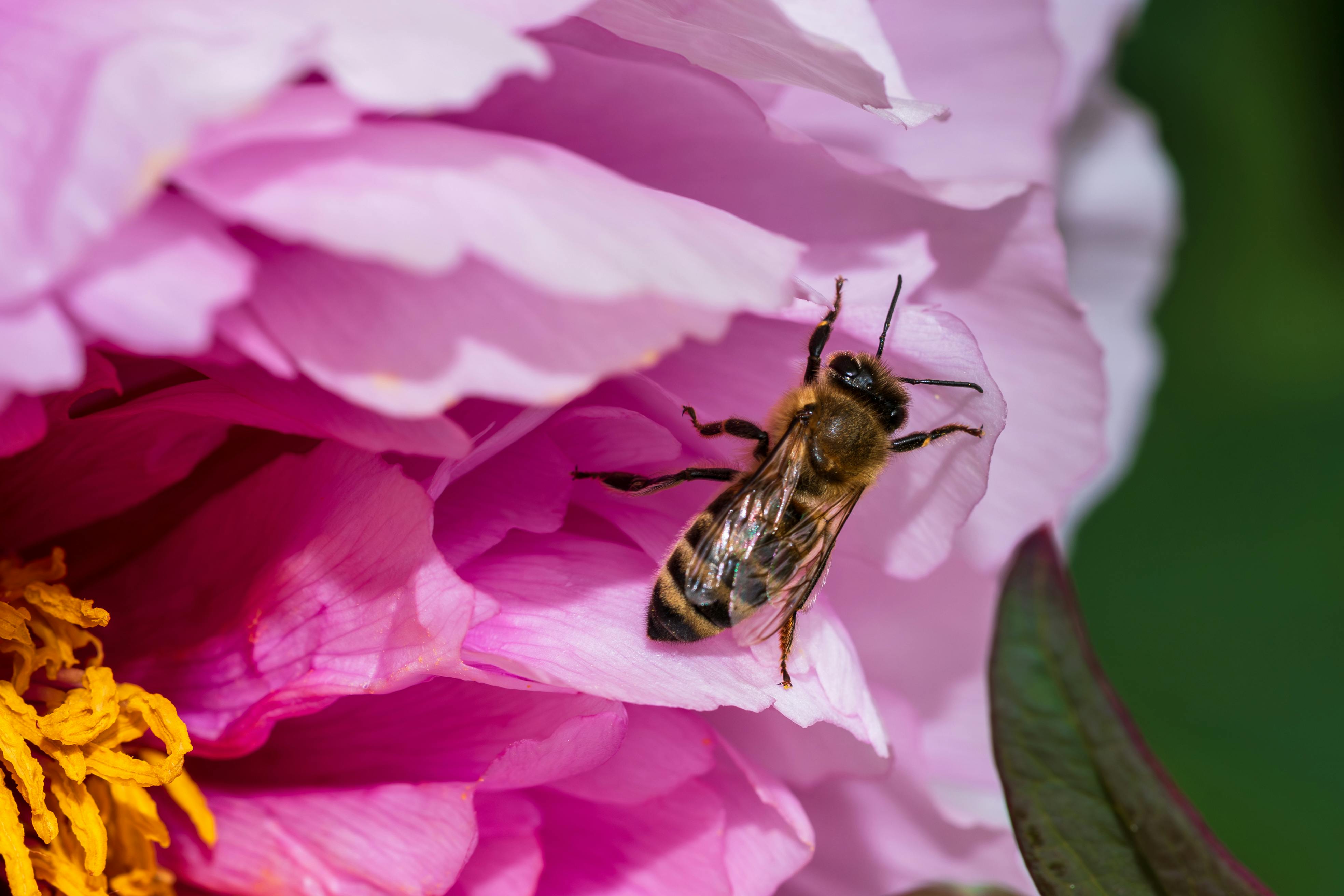 Ark Valley Civics Bee Competition to Send Three Local Students to State — Photo by Bejan  Adrian on Pexels