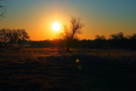 Free stock photo of wood, light, dawn, landscape