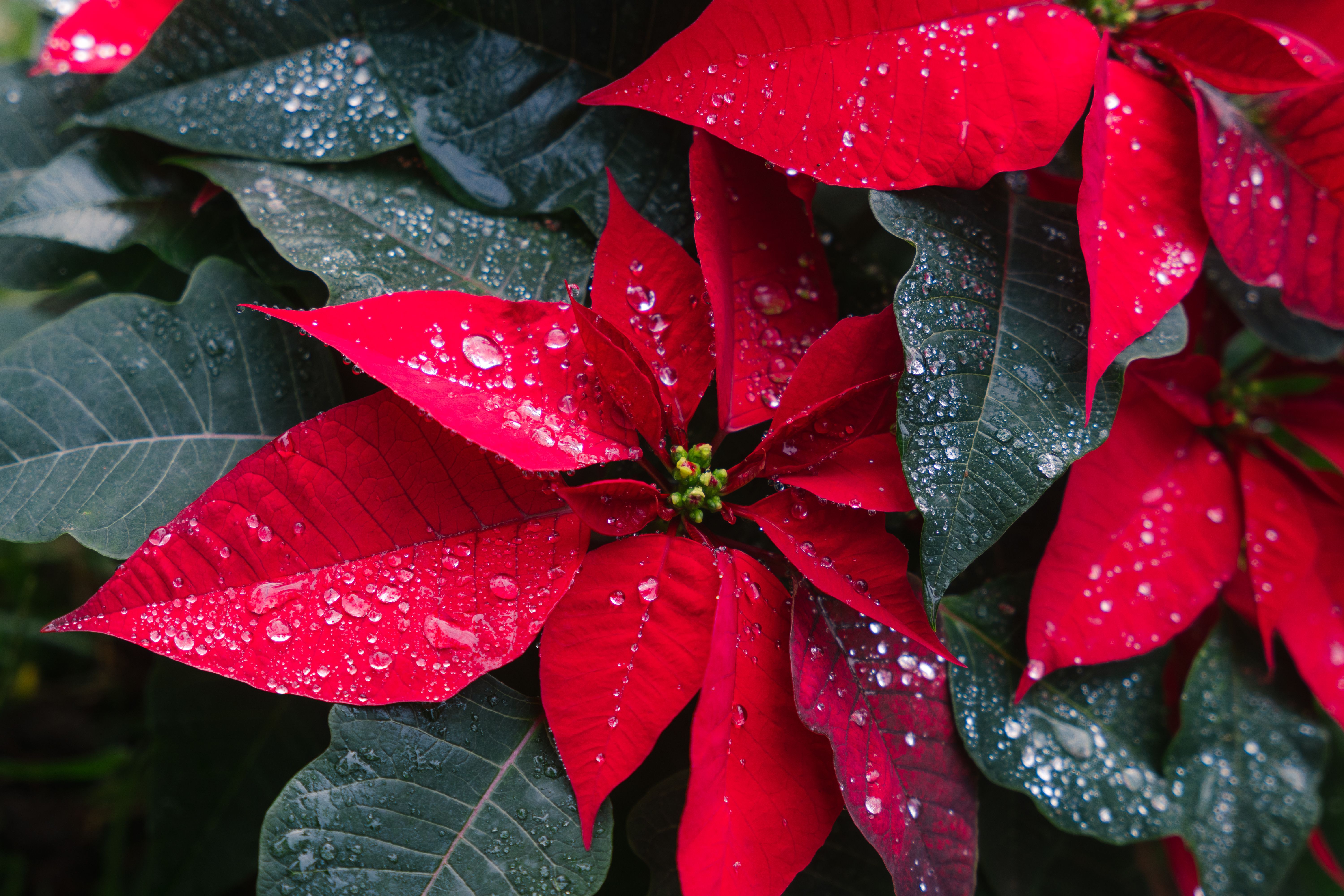 Seasonal plant care programs