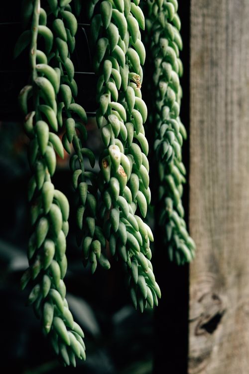 Free Detailed image of Donkey's Tail succulent with a rustic wooden background. Stock Photo