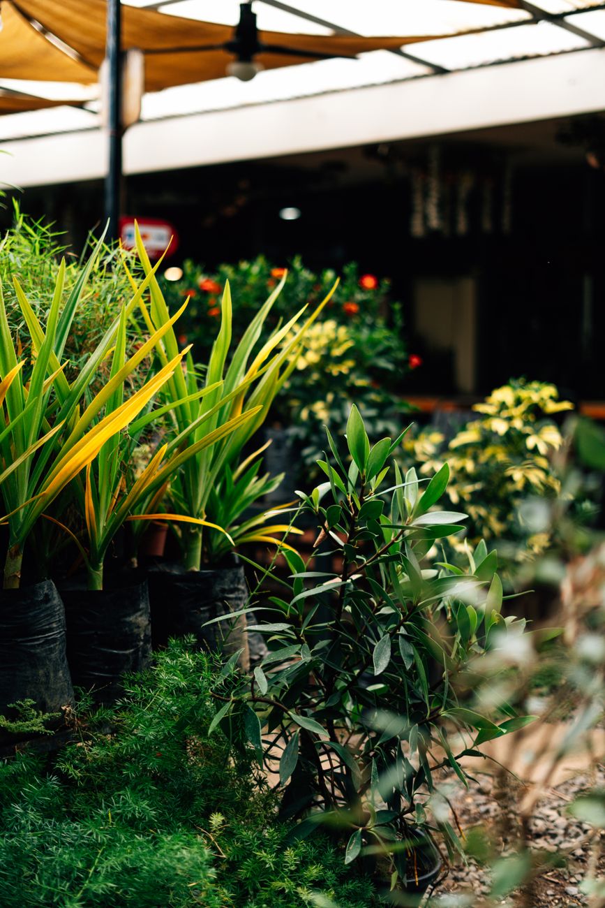 Vibrant indoor garden with various plants like ferns and palms under warm lighting.