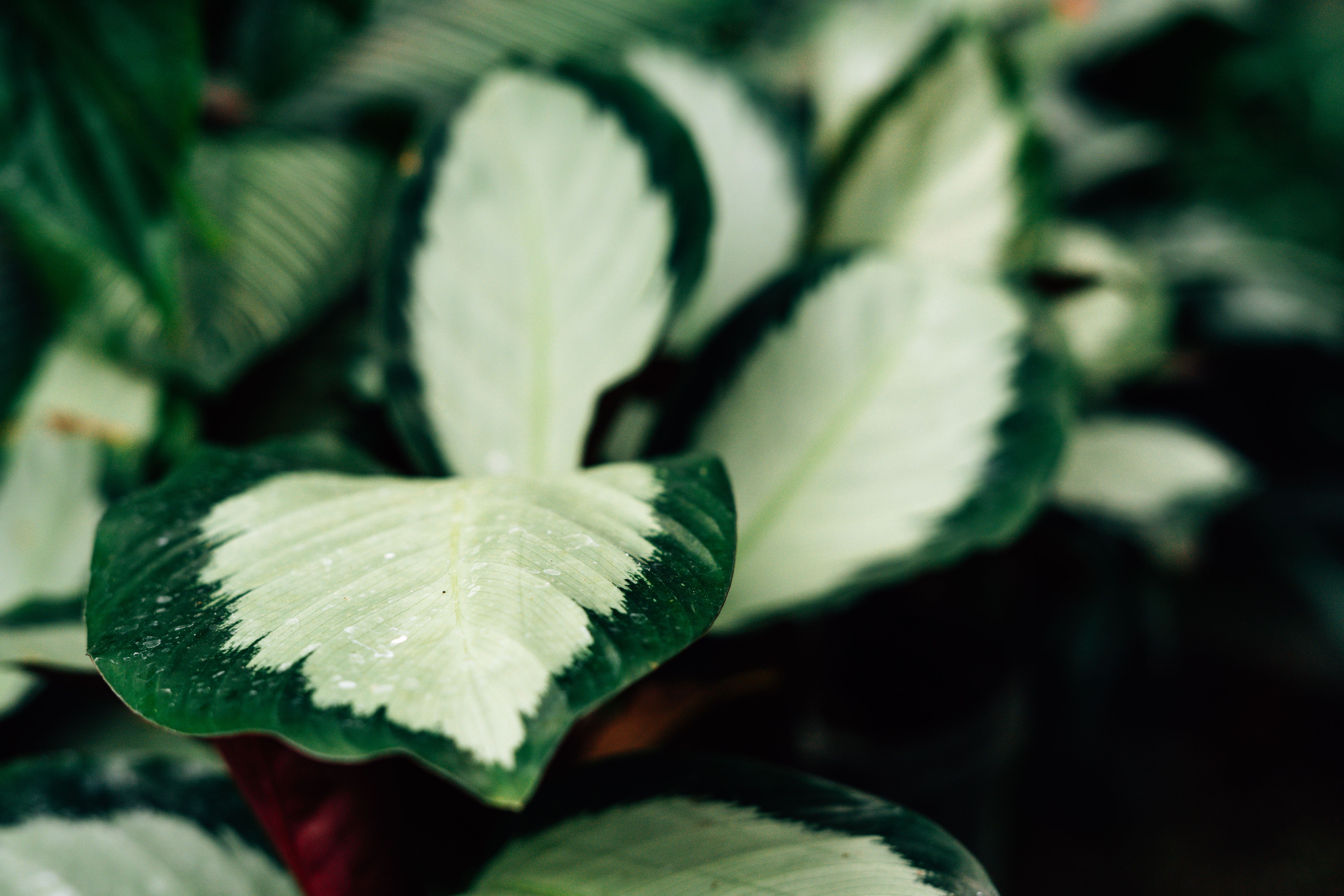 Calathea White Fusion