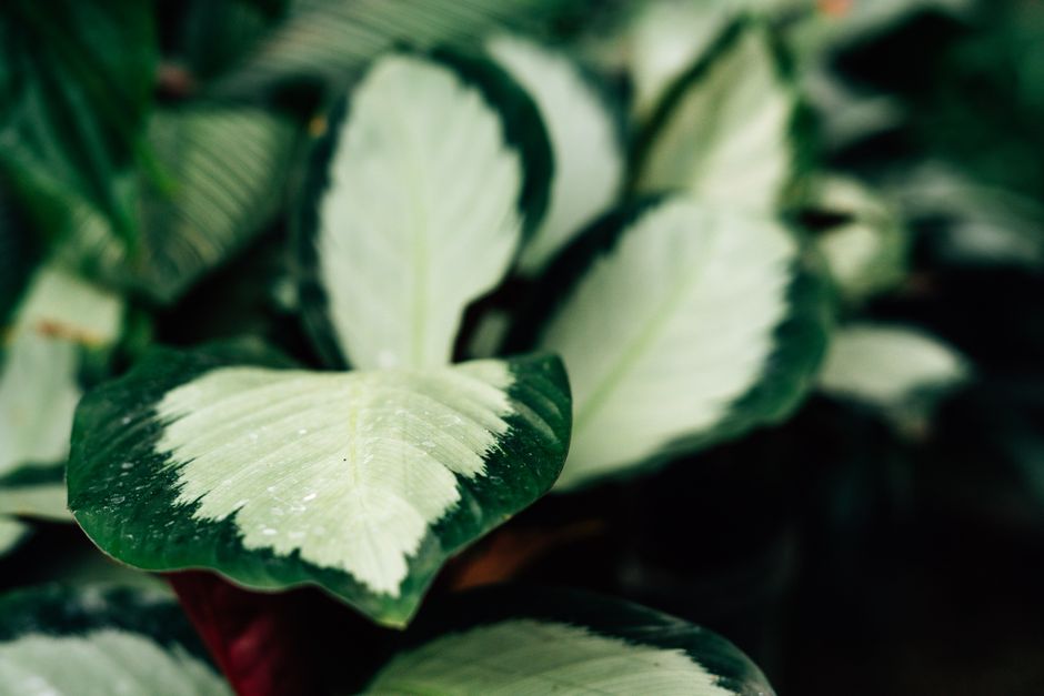 Calathea bladeren in herfsttuin met dauwdruppels. Calathea bladeren in herfsttuin met dauwdruppels.