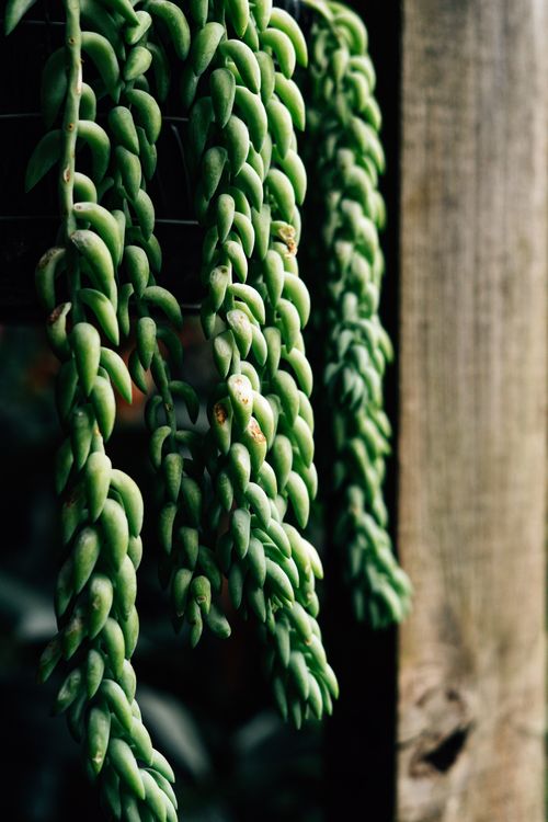 Free Vibrant close-up of donkey's tail plant leaves cascading against a rustic wooden backdrop. Stock Photo