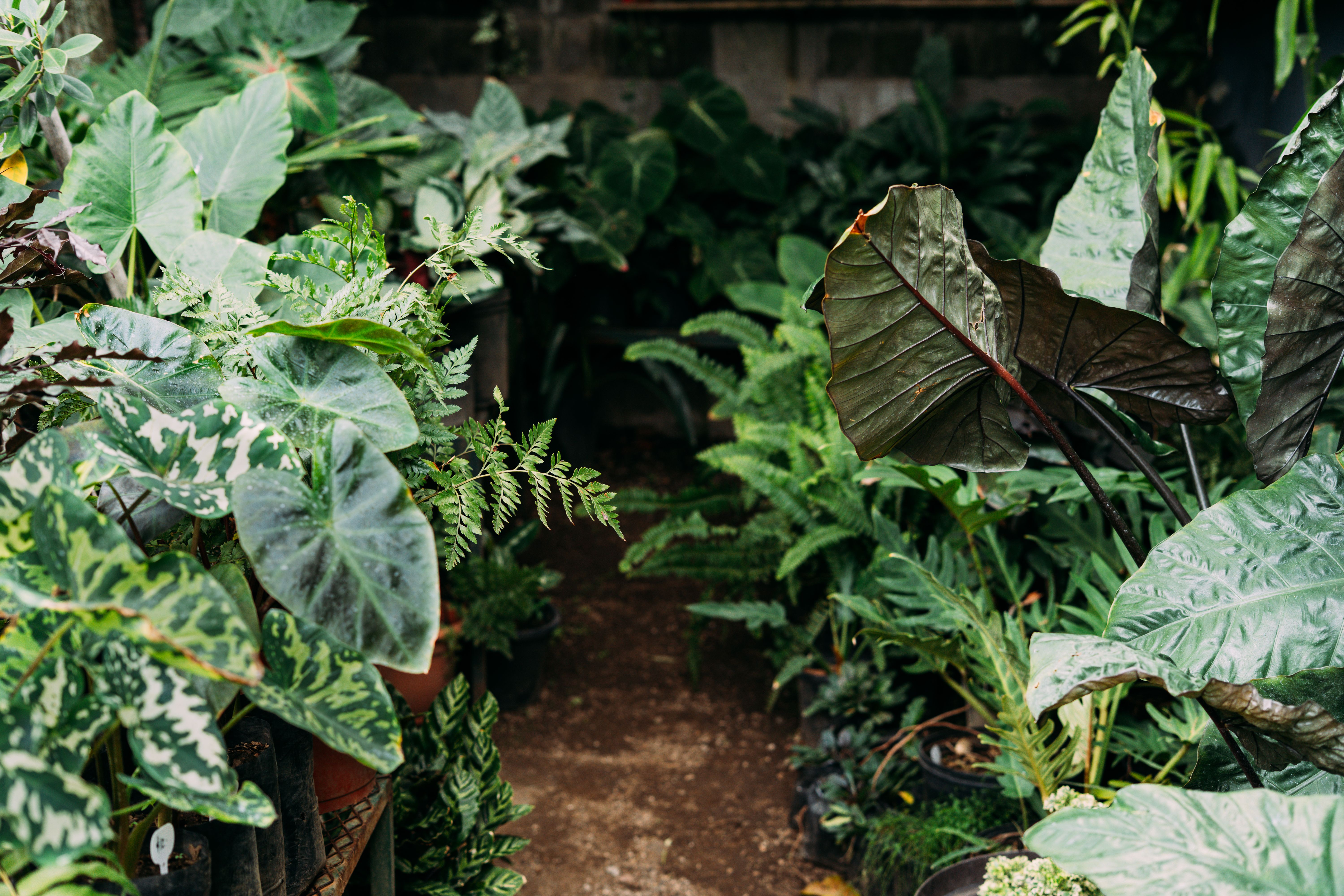 Kräuter Samen Set — Empfehlung für Kräutergarten für frische Aromen