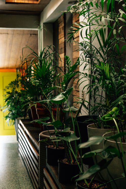 Free Vibrant indoor hallway featuring a variety of green plants and wooden accents in natural lighting. Stock Photo