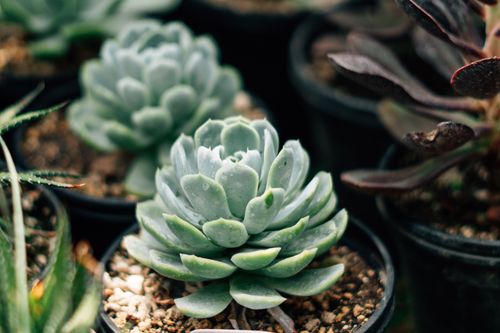 Free Beautiful close-up of succulent plants showcasing their green rosette leaf patterns. Stock Photo