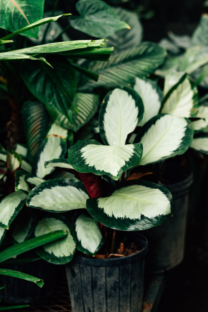 Lush Calathea plants with striking variegated leaves in a dark, natural setting.