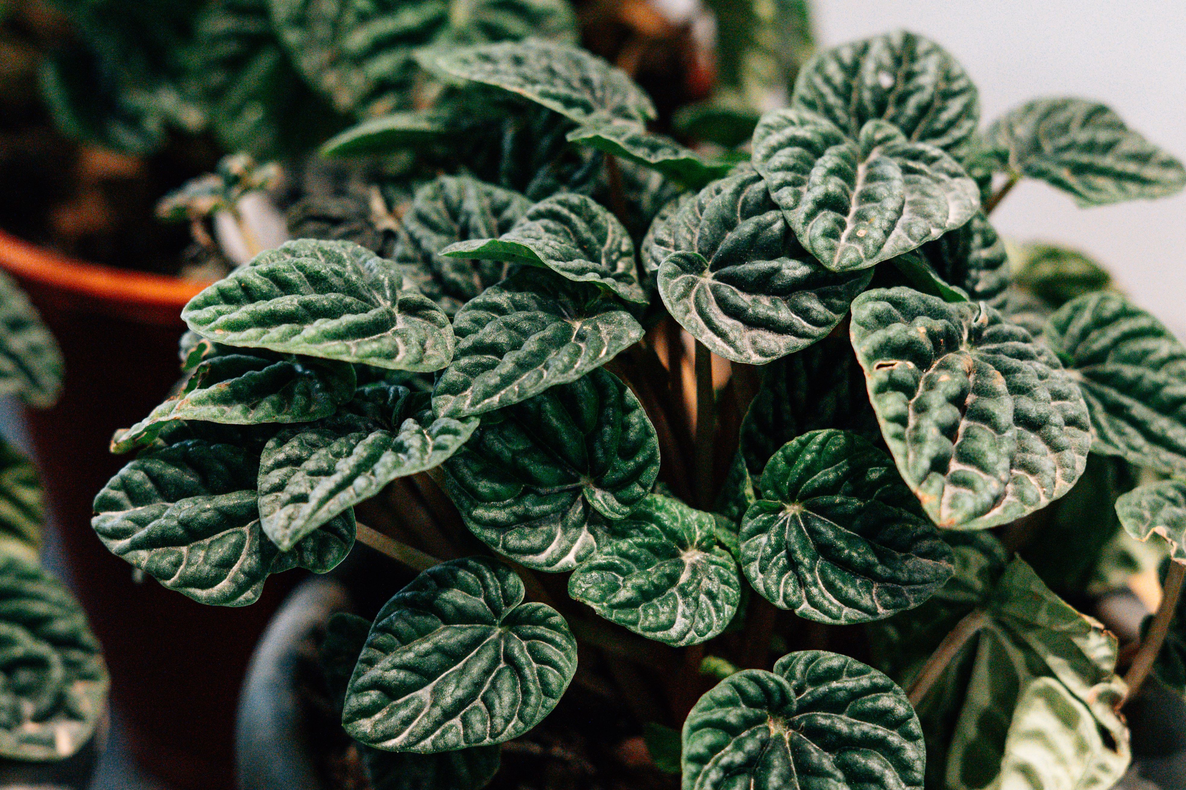 Peperomia caperata, Light Conditions That Keep The Leaves Healthy
