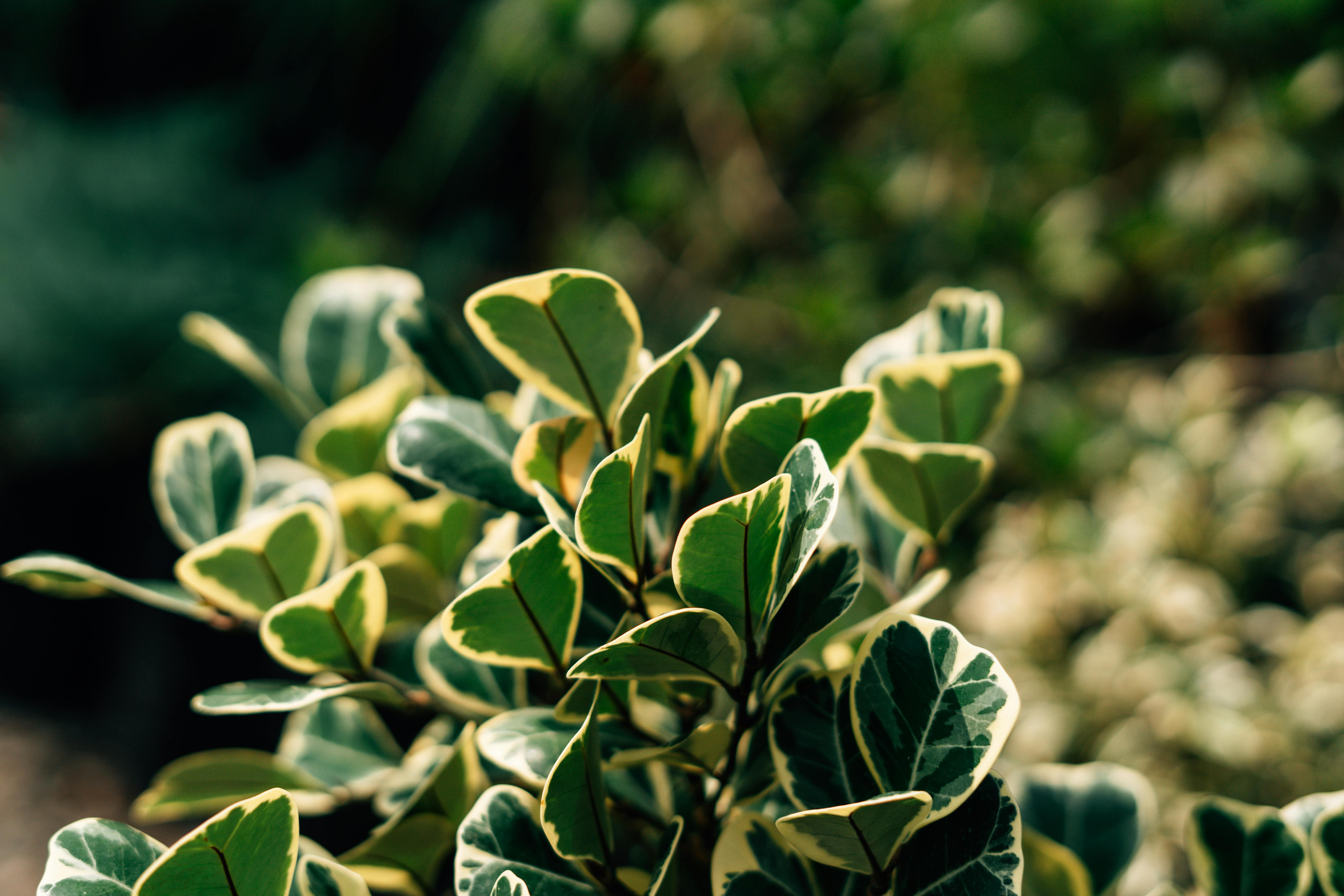 gardening leave — Photo by Edu Raw on Pexels