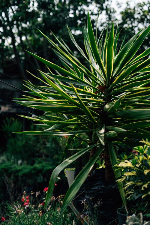 Free Vibrant yucca plant with sharp leaves stands out in a lush garden setting, showcasing dynamic natural growth. Stock Photo