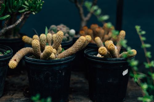 Free Detailed view of unique cacti varieties in pots, showcasing intricate textures and patterns indoors. Stock Photo